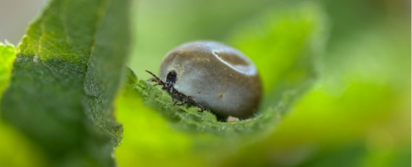 Scientists say we need to save the world's parasites before we lose them forever