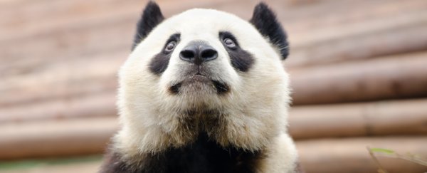 The giant panda is a conservation icon, but the success story masks a dark truth