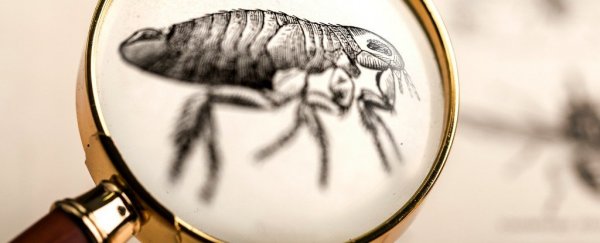 California just reported first case of human plague in 5 years