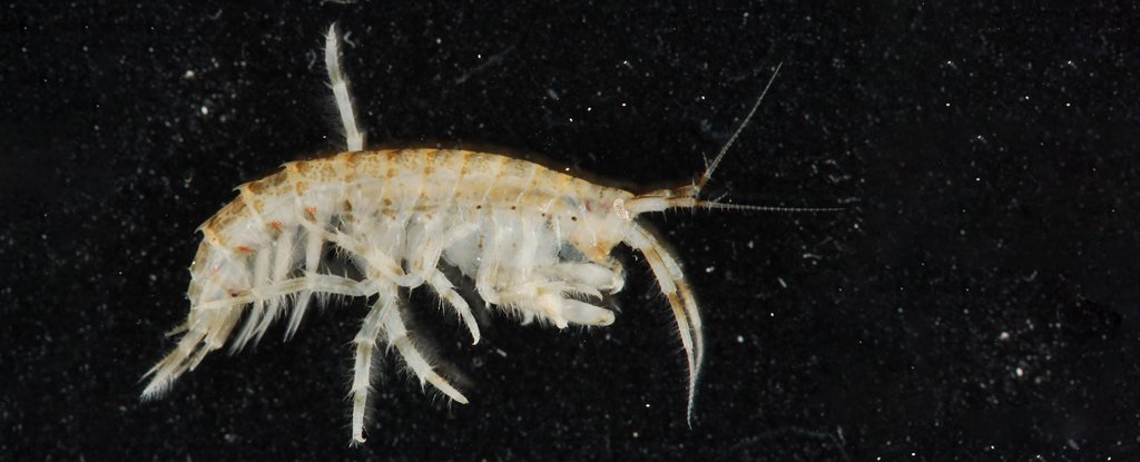 A related amphipod, Gammarus mucronatus. 