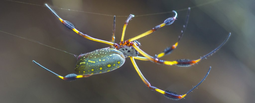 Trichonephila clavipes secreting silk. 