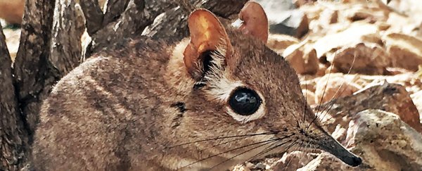 Strange, 'long-lost' elephant shrew has been rediscovered in Africa after 50 years