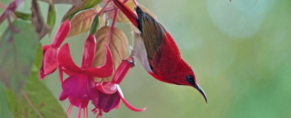 Tropical songbirds have an extreme drought survival tactic: they stop breeding