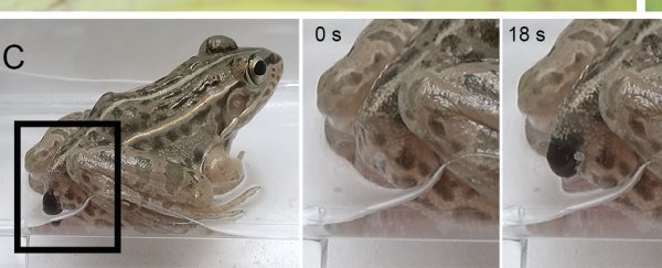 These water beetles make their escape out of a frog's butt after being swallowed