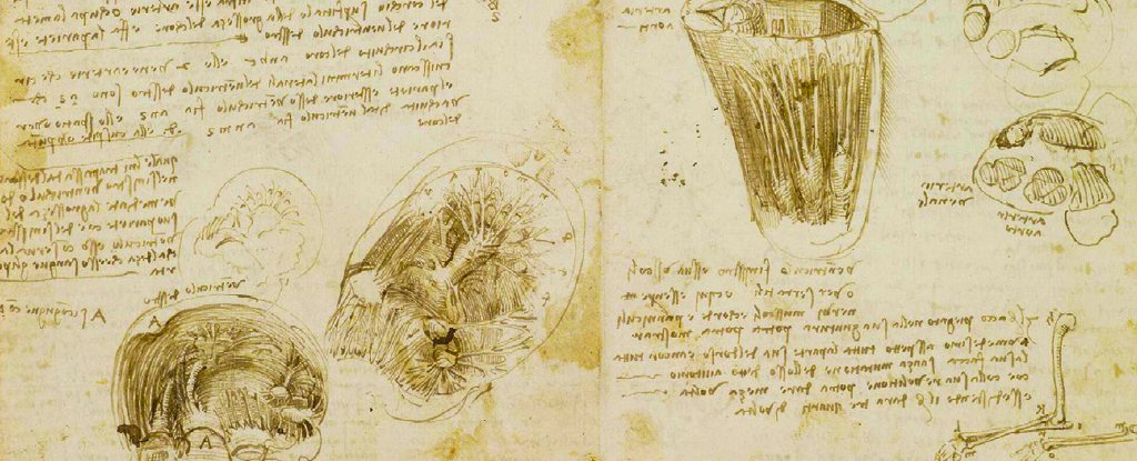 Leonardo Da Vinci's drawing of cardiac anatomy 