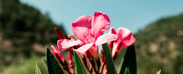 Oleandrin is actually a deadly plant toxin, not a COVID-19 cure. Here's why