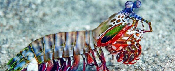 Mantis shrimp have the ocean's fastest punch. Now we know how their claws survive