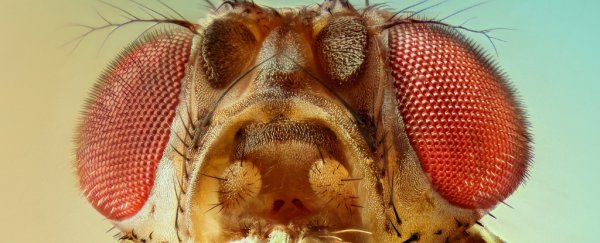 Flies fall for optical illusions just like us, despite millions of years of evolution