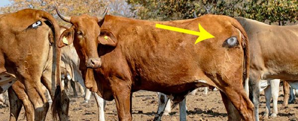 Painting eyes on the butts of cattle can protect them from lions, research shows