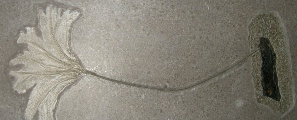 These Jurassic sea creatures spent decades crossing the ocean on rafts. Here's how