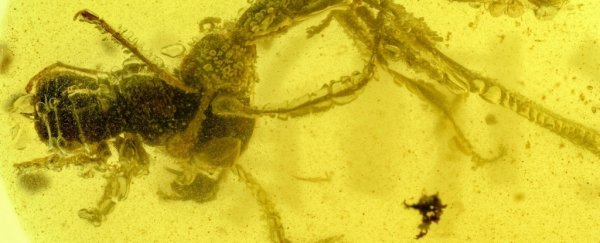 Prehistoric 'Hell Ant' Stuck in Amber Has Been Biting Its Prey For 99 Million Years