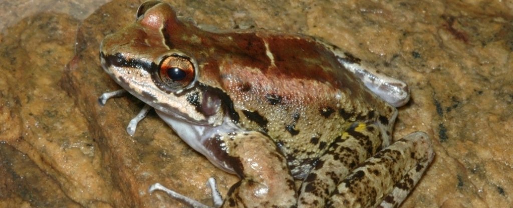Brazílska žaba je prvým známym obojživelníkom, ktorý žije v háreme