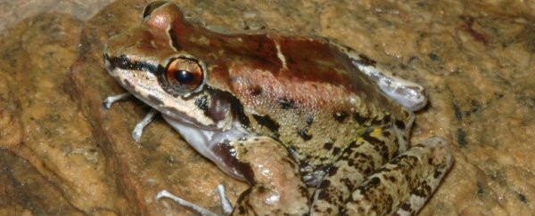 Brazilian frog is the first known amphibian to live in a 'harem' with 2 loyal mates