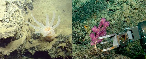 30 new species of deep-sea life forms discovered near the Galapagos