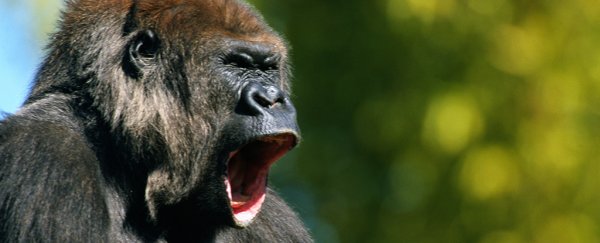 The voice boxes of primates have evolved surprisingly fast, study confirms