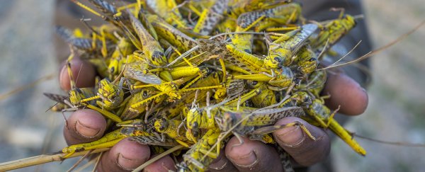 We finally know the chemical that triggers locust swarms. Now to use it against them
