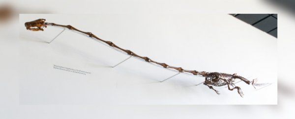 Scientists finally know how an ancient reptile lived with such an absurdly long neck