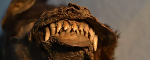 Puppy preserved in permafrost ate a chunk of one of Earth's last woolly rhinos