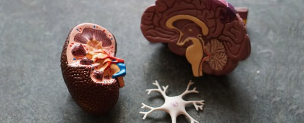 The mammalian brain starts eating itself when it doesn't get enough sleep