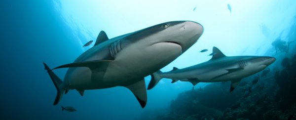Sharks might be making friends with other sharks after all