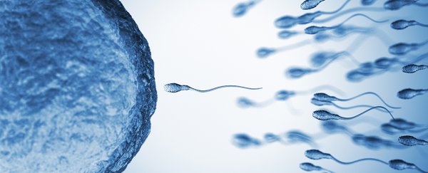 We Thought We Knew How Sperm Swam, But It Was Just an Optical Illusion