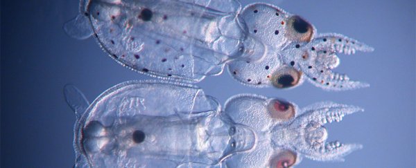 For the first time, CRISPR gene-editing has been used on squid