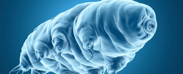 Tardigrades have DNA armour, and we just got closer to understanding how it works