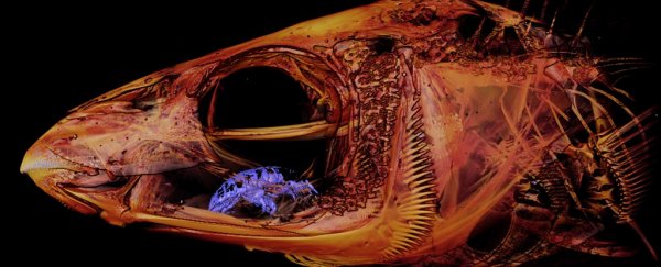 Biologist accidentally finds nightmare fish parasite while digitising scans