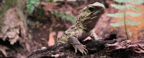 Genomic study reveals New Zealand's tuatara is like no other animal on the planet