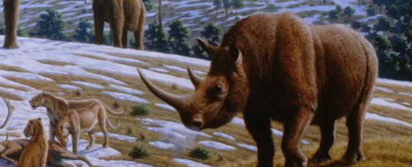 We may finally know what killed the woolly rhinos, and it wasn't people