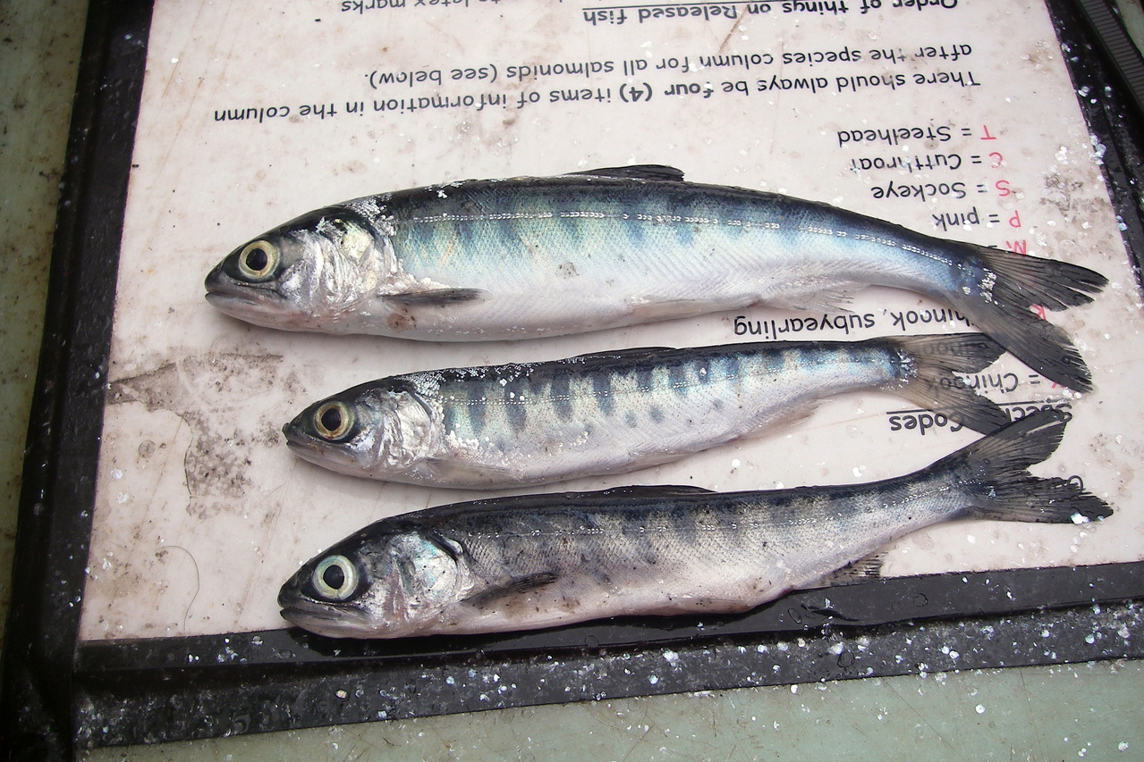 Coho salmon that went to sea during the 'Blob years' are noticeable thinner. (NOAA)