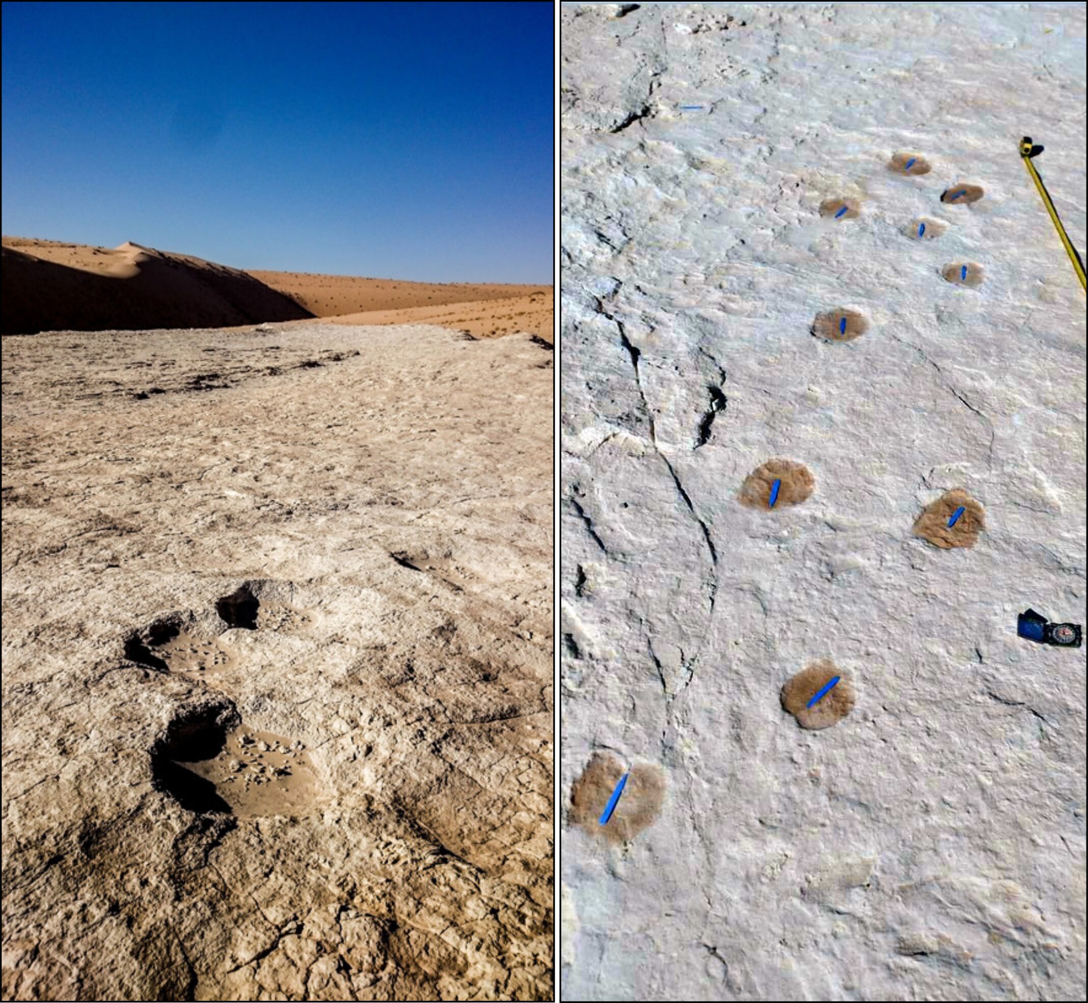 Elephant (left) and camel trackway (right). (Stewart et al, Science Advances, 2020)