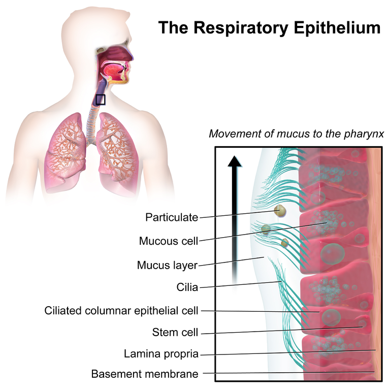 768px Blausen 0766 RespiratoryEpithelium