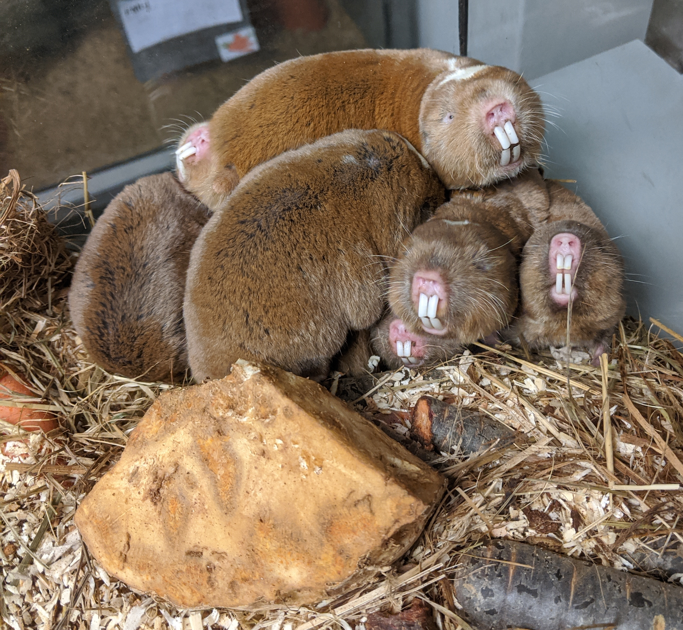 A cuddle pile of mole-rats in the lab. (Kai Robert Caspar)
