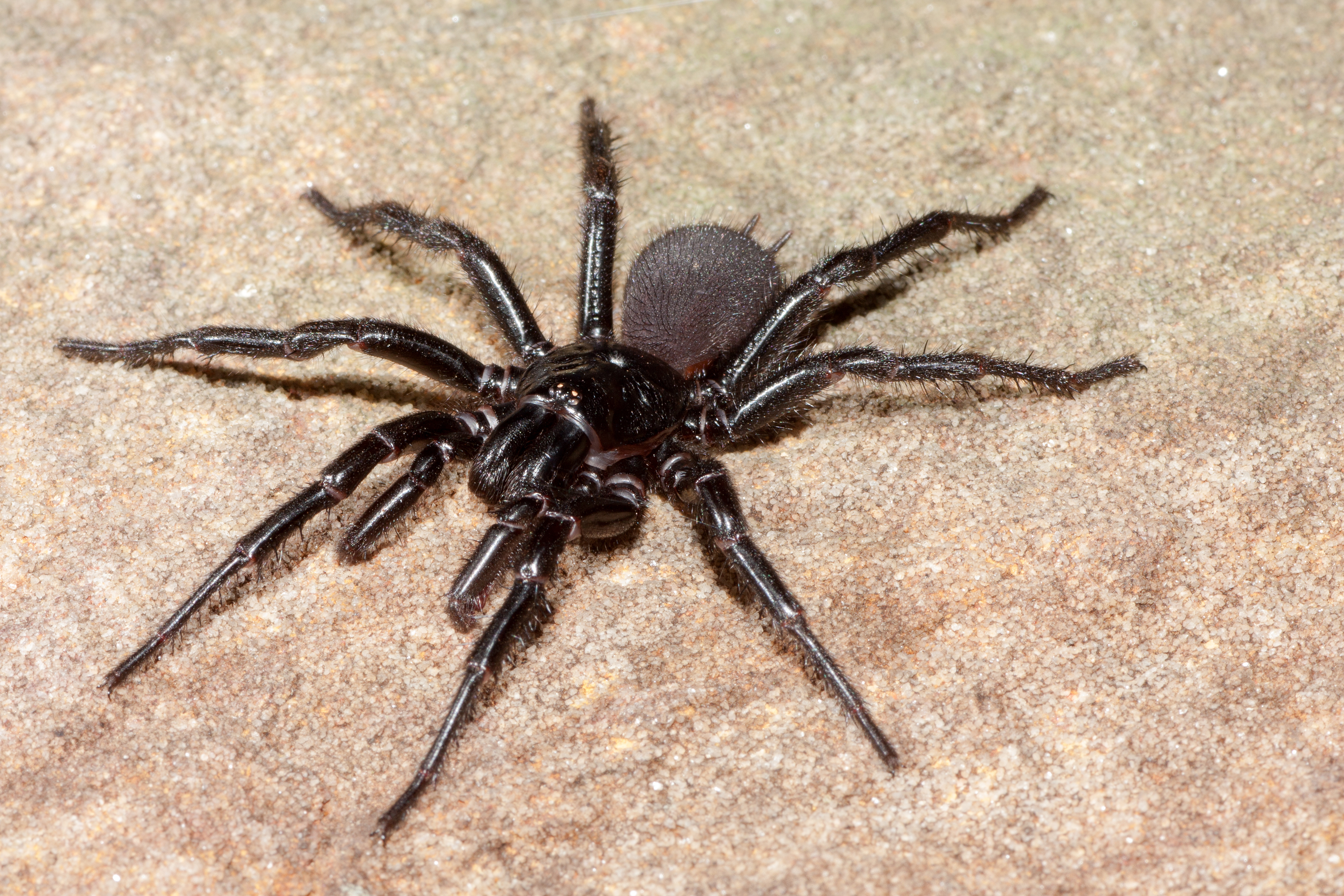 We may finally know why male funnel web spiders are so ...
