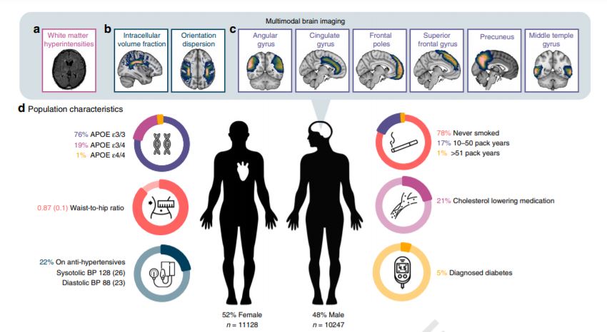 salud, analisis, personas, estudio cientifico, cerebro, presion arterial, diabetes