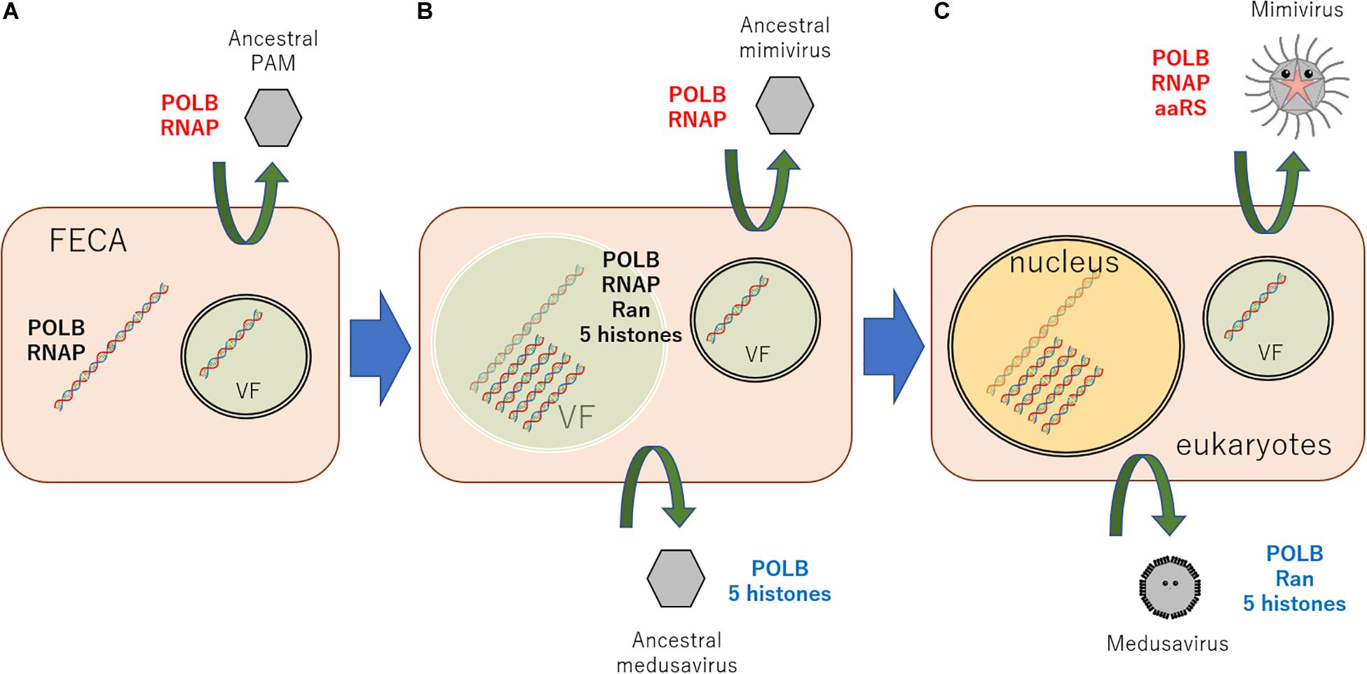 (Takemura, Frontiers in Microbiology, 2020)