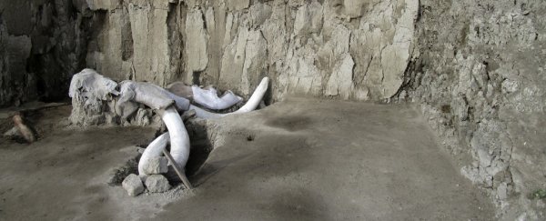 Hundreds of mammoth bones have been found under the site of a future Mexican airport