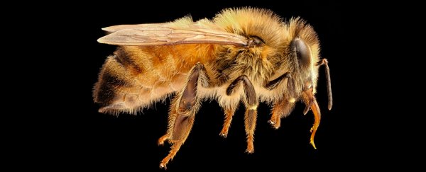 A Molecule in Honeybee Venom Destroys Breast Cancer Cells in the Lab, Study Shows