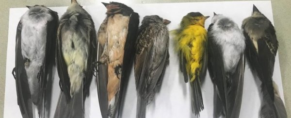 Mysterious, sudden mass die-off in the US could be killing millions of birds