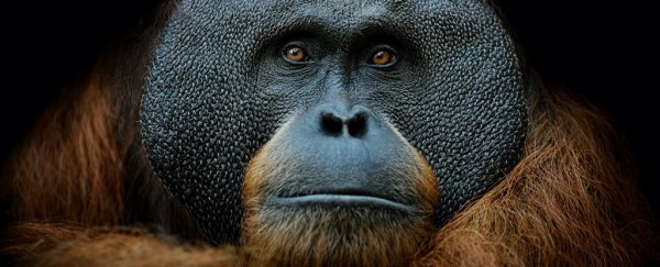Mammal extinctions are speeding to an unprecedented 'second wave', scientists warn