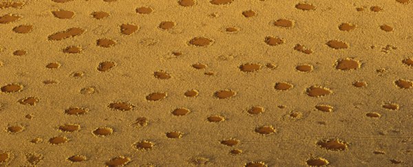 Mysterious circles in the desert explained by Alan Turing theory from 70 years ago