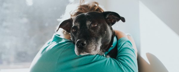 Pets can be a mental health buffer during the stress of lockdown, study shows