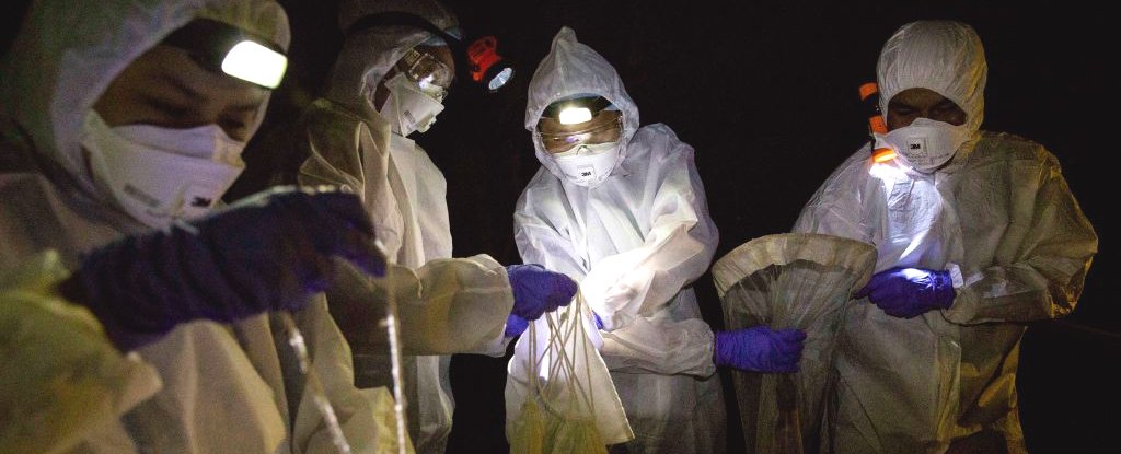 Scientists collect bats for coronavirus research on 12 September 2020 in Ratchaburi, Thailand. 