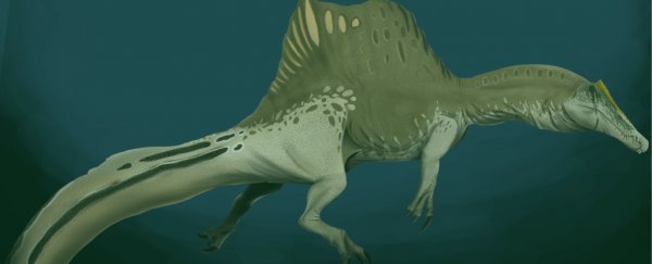 Huge haul of dinosaur teeth reveal the Spinosaurus really was a river monster