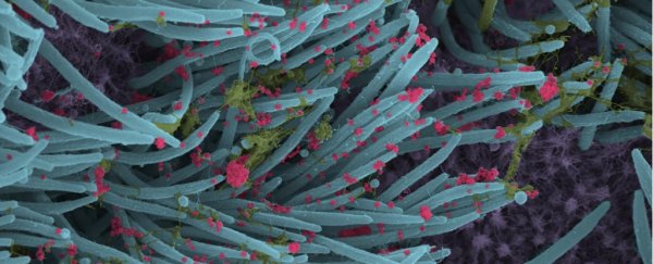 Striking new images reveal how SARS-CoV-2 infects lung cells in detail