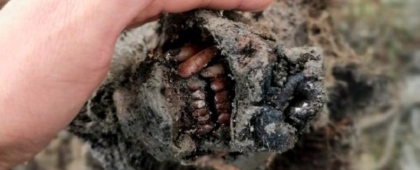 Extinct cave bear, roughly 30,000 years old, has emerged from Siberian permafrost