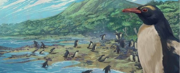 Ancestor of all penguins lived on Earth's 'lost' 8th continent Zealandia, fossils show
