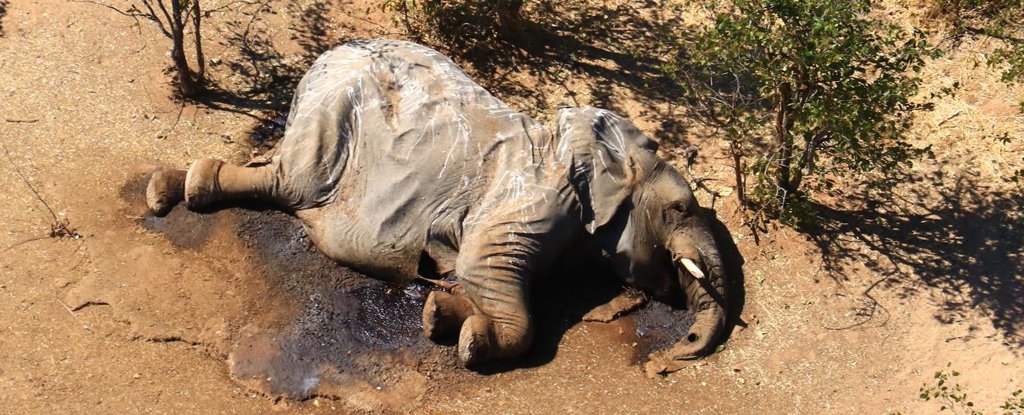 Misteriosa muerte masiva de elefantes en Botswana fue causada por envenenamiento por cianobacterias