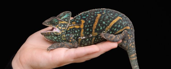 Vast majority of reptiles sold online have no protection under law, study finds